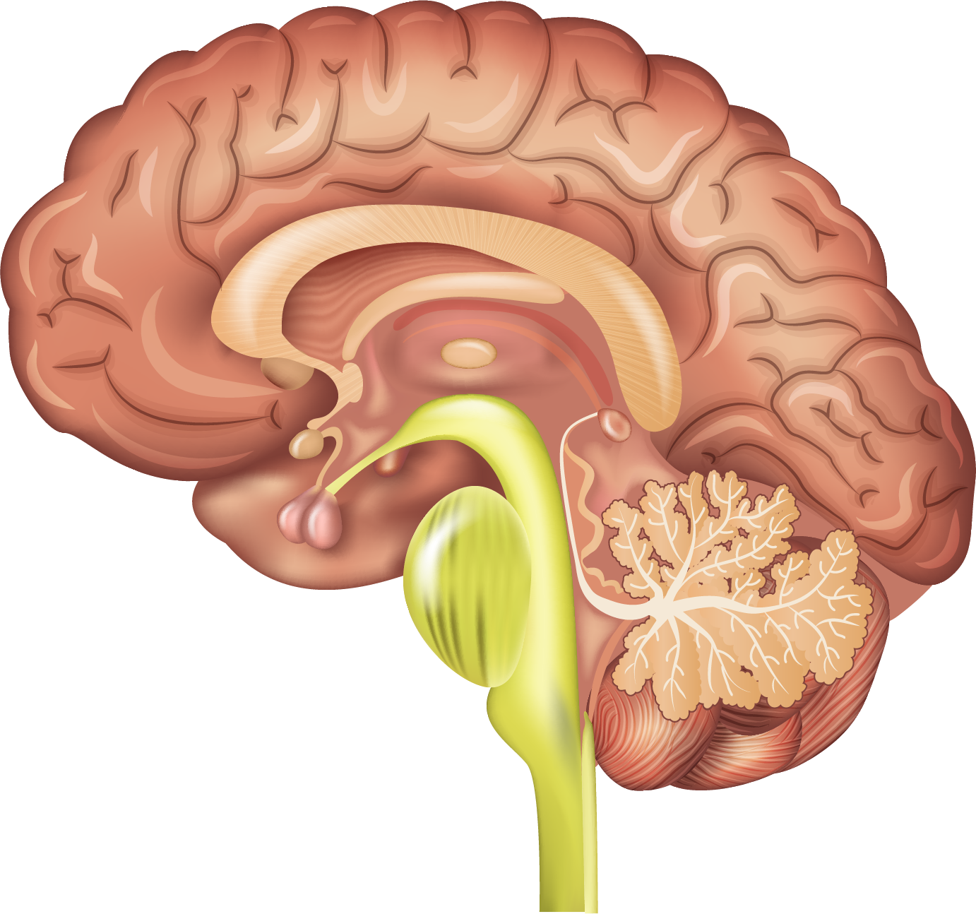 normal brain tissue